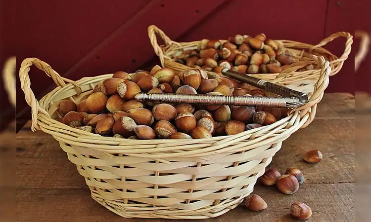 خواص فندق در طب سنتی